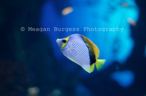 Fish Photo Animal Photography